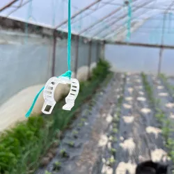 CLIPSURI PALISARE TOMATE ALBE SAU SET CU ATA PALISAT